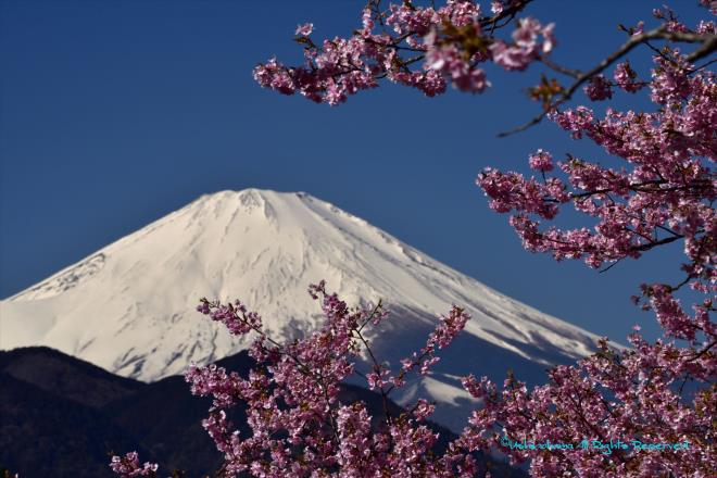 桜と富士