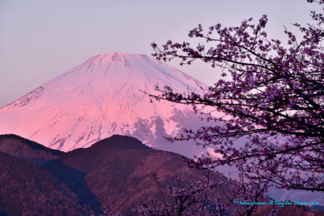 夜明けの紅富士