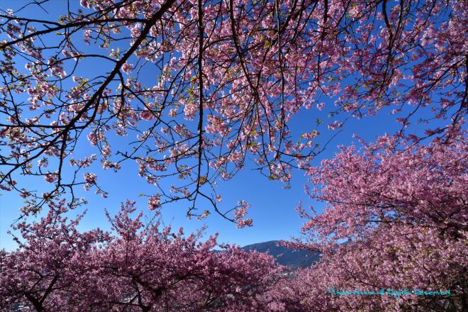 桜に覆われ