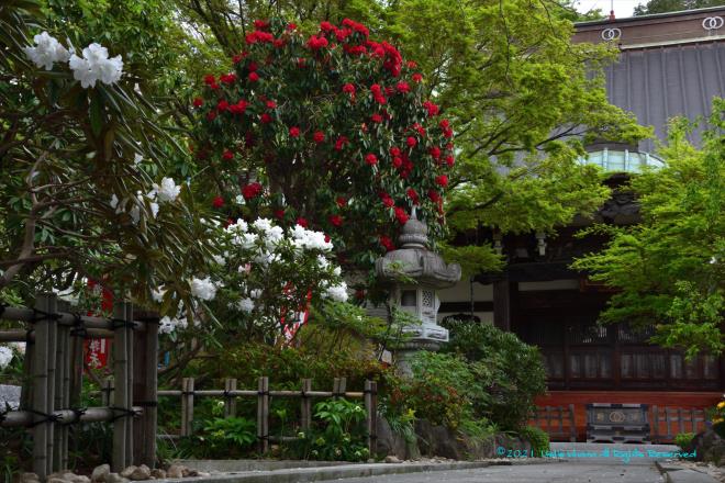 高蔵寺の石楠花