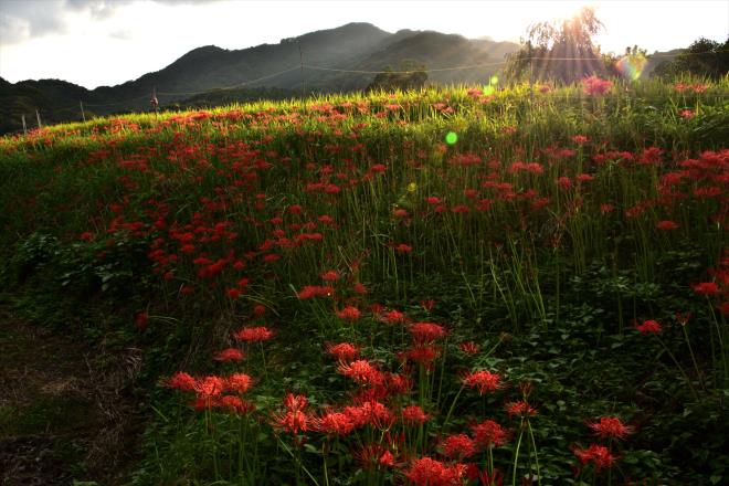 夕陽に燃える