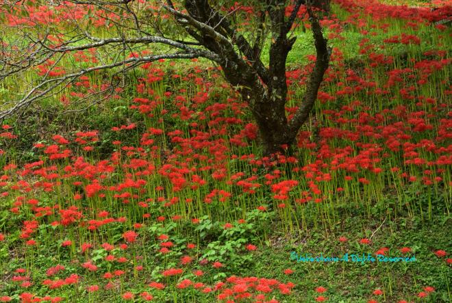 斜面の花