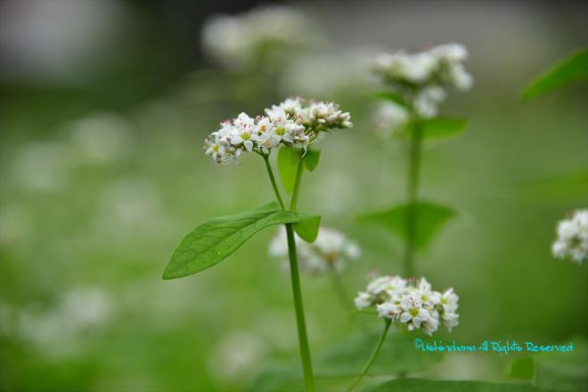 蕎麦の花