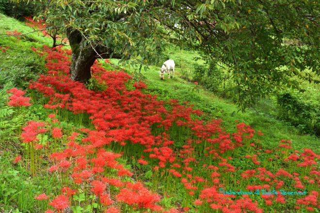 山羊のいる花畑