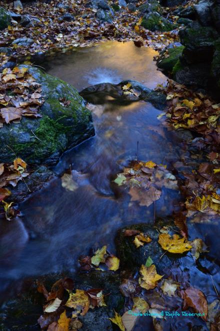 紅葉を映して流れる