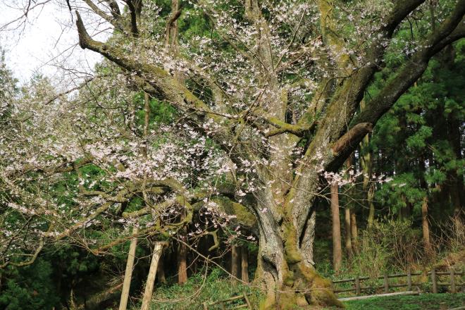 風巻神代桜_07.JPG