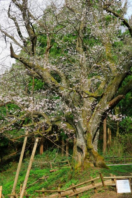 風巻神代桜_08.JPG