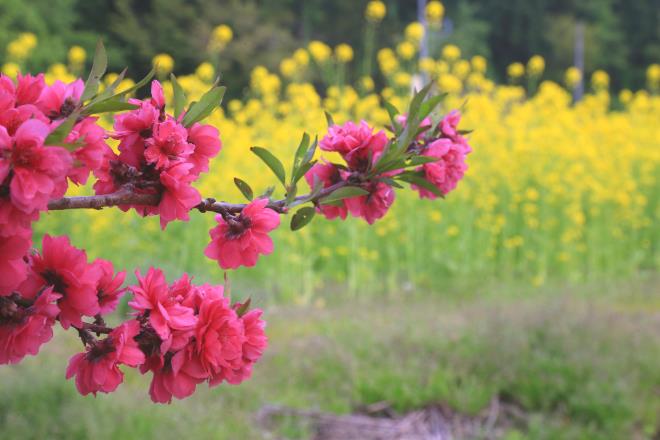 菜の花と花桃　IMG_2974_01.JPG