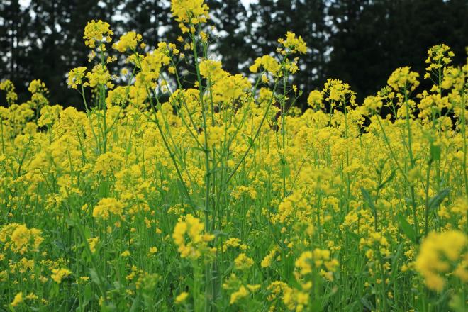 菜の花　IMG_1005_01.JPG