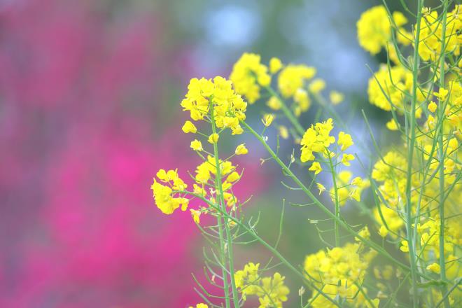 菜の花と花桃　IMG_3942_01.JPG