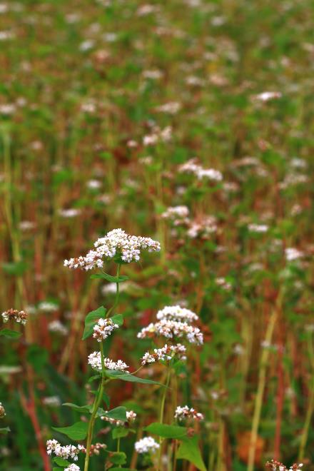 蕎麦の花_IMG_9055.JPG