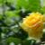 180517_FL   Gold Bunny_IMG_4153.JPG
