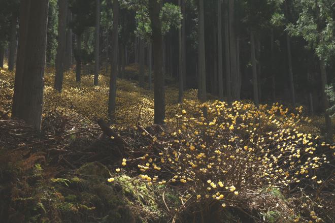 黄色い林床