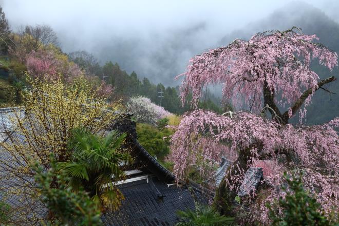 雨に咲く