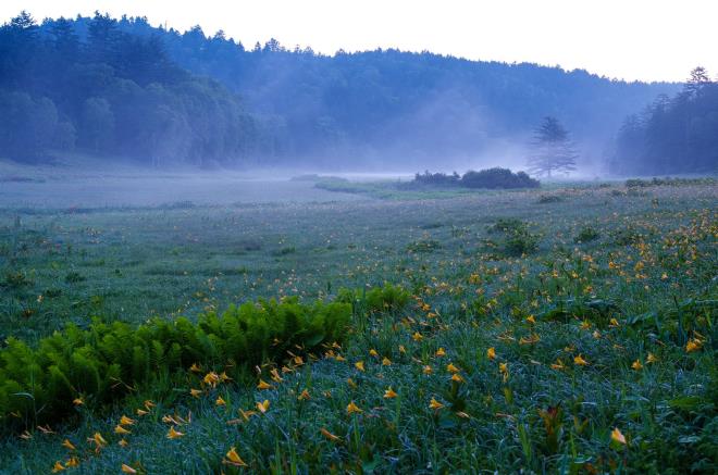 朝靄の湿原２.jpg