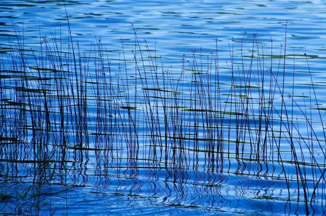 湖畔の葦.jpg