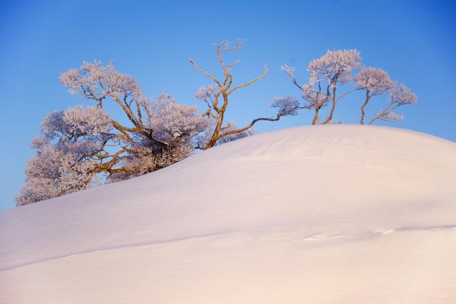 15雪山の樹木.jpg