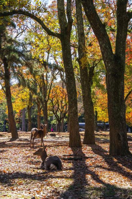 23奈良公園.jpg