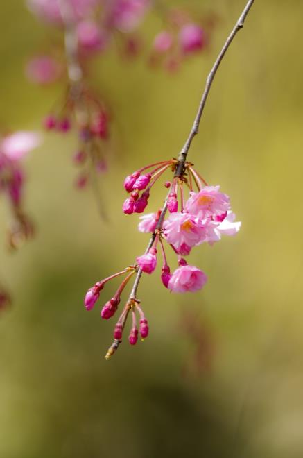 03枝垂れ桜.jpg