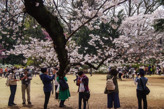 01それぞれの桜.jpg