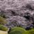 07満開.jpg