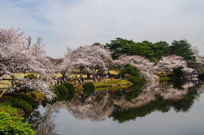 08桜三重連.jpg