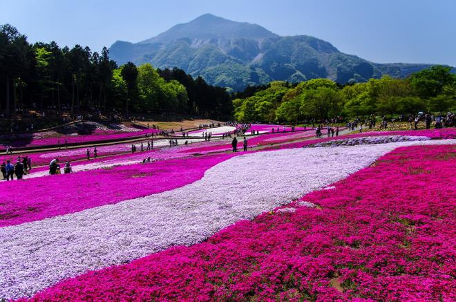 01芝桜の丘.jpg