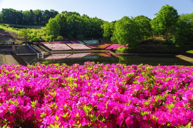 08つつじの丘公園.jpg