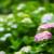 07紫陽花.jpg