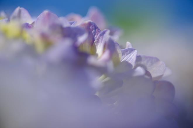 12紫陽花.jpg