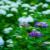 09紫紫陽花.jpg
