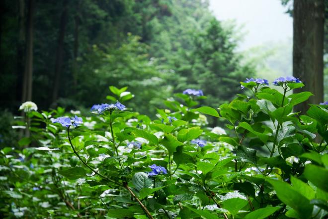 09南沢紫陽花山.jpg