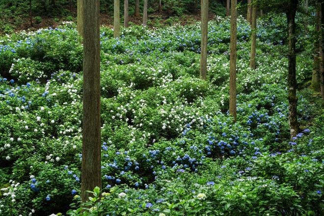 07南沢紫陽花山.jpg