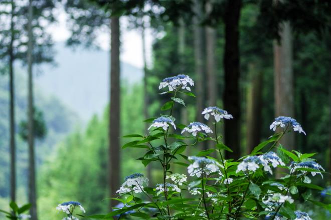 10紫陽花と杉林.jpg