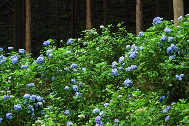 08南沢紫陽花山.jpg