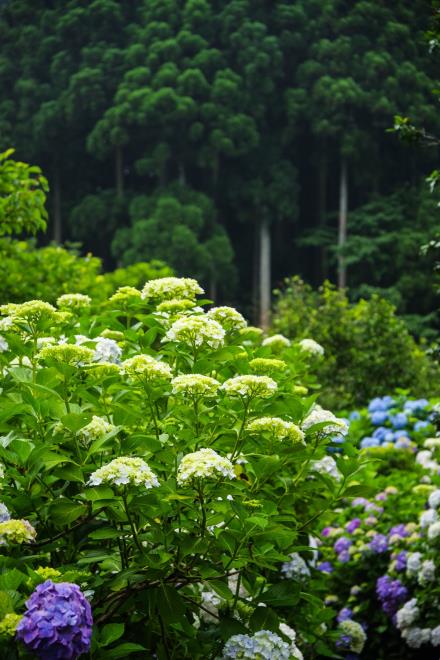 04紫陽花と杉木立.jpg