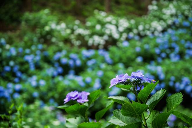 06南沢紫陽花山.jpg