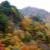 12霞む紅葉.jpg