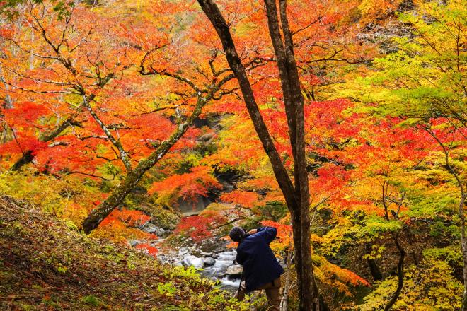 23紅葉（もみじ）狩り.jpg