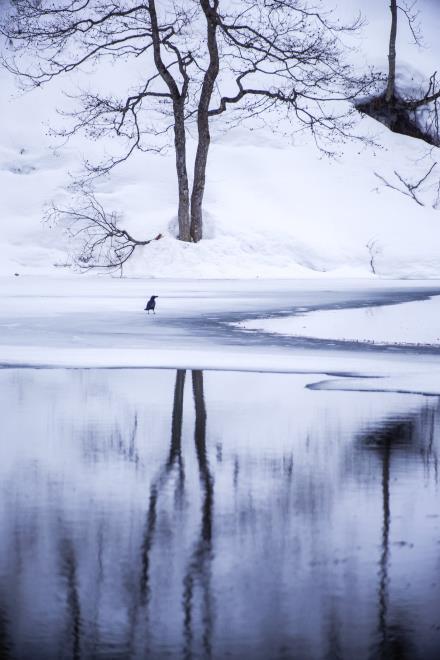 15カラスの行水.jpg