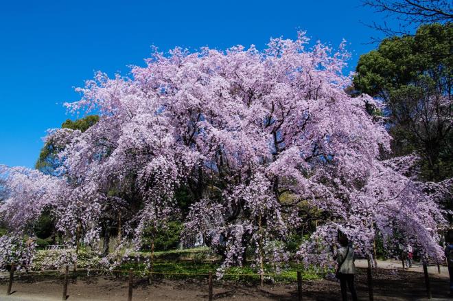 2011年４月の六義園の枝垂れ桜