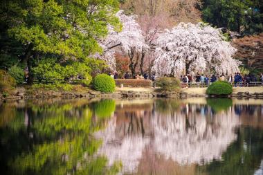 01枝垂れ桜.jpg