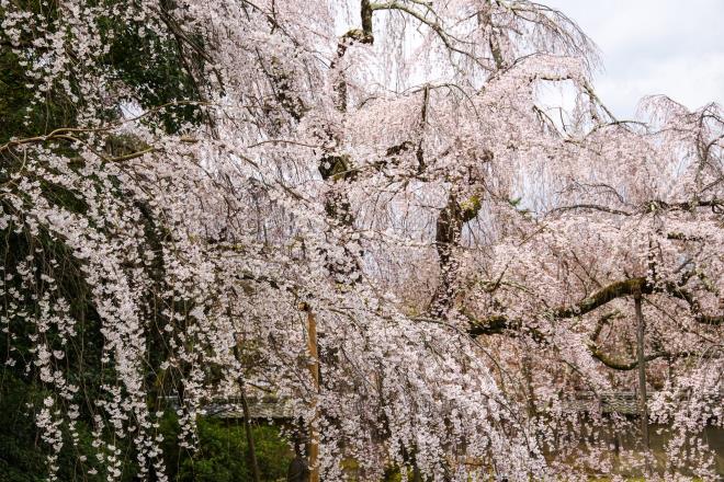 04枝垂れ桜.jpg