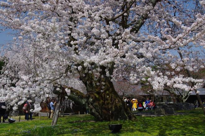 2015年３月31日の醍醐寺