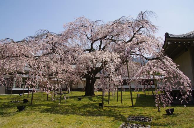 2015年3月31日の霊宝館（表紙の枝垂れ桜）