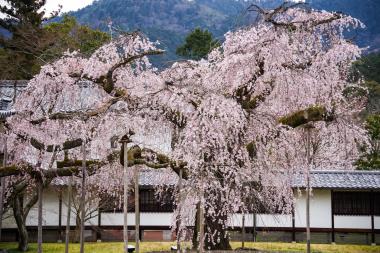 01醍醐寺.jpg