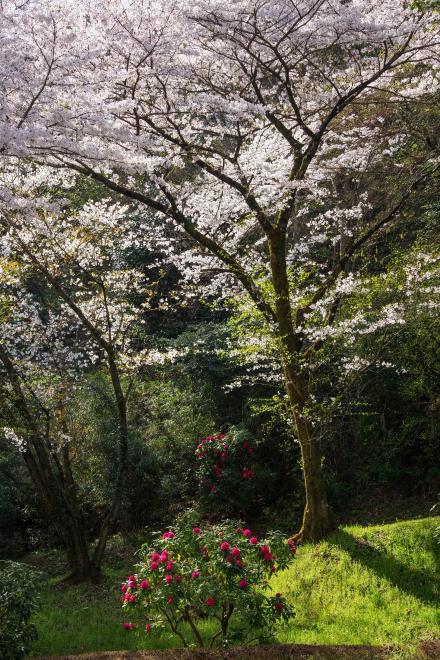 13桜と石楠花.jpg