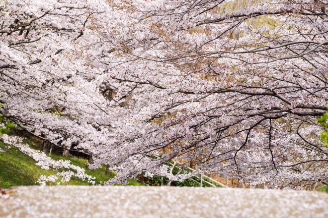 10桜道.jpg