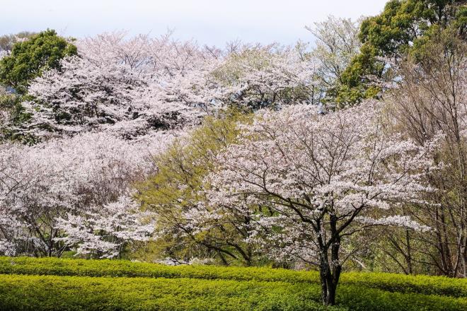 09つつじの丘公園.jpg