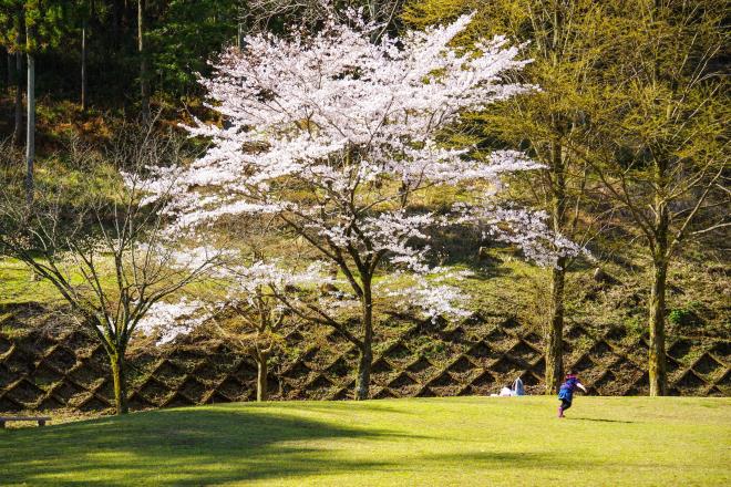 03桜の木の下で.jpg